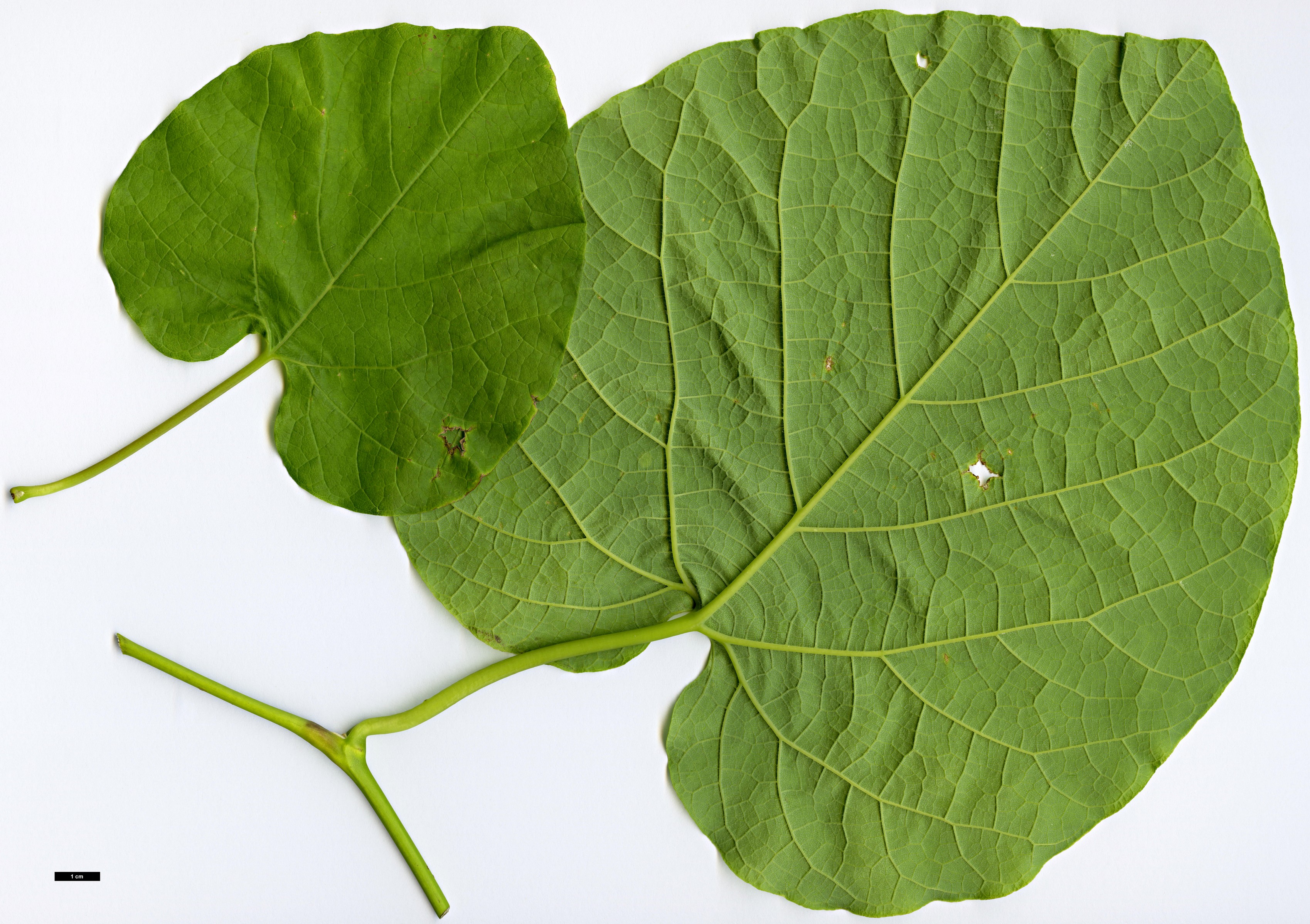 High resolution image: Family: Aristolochiaceae - Genus: Aristolochia - Taxon: manshuriensis